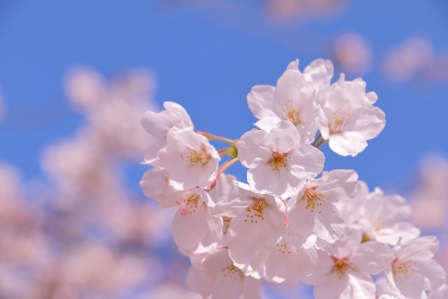 春メニューをご紹介するため、桜の写真でイメージ